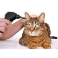 Φροντίδα Αυτιών Γάτας