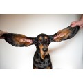 Φροντίδα Αυτιών Σκύλου